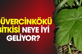 guvercinkoku-bitkisi-neye-guzel-geliyor-KlCxLA6t.jpg