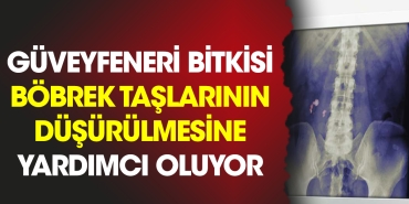 guveyfeneri-bitkisi-bobrek-taslarinin-dusurulmesine-yardimci-oluyor-UPmka1Yb.jpg