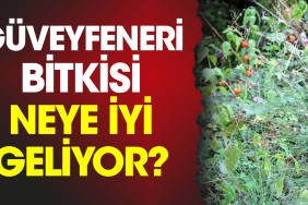 guveyfeneri-bitkisi-neye-yeterli-geliyor-114FWO7L.jpg
