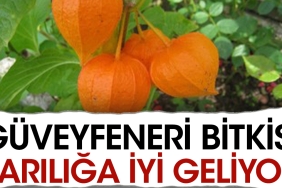 guveyfeneri-bitkisi-sariliga-duzgun-geliyor-PQbJSKB1.jpg