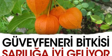 guveyfeneri-bitkisi-sariliga-duzgun-geliyor-PQbJSKB1.jpg