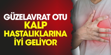 guzelavrat-otu-kalp-hastaliklarina-yeterli-geliyor-IVY3CjnC.jpg
