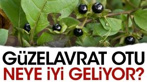 guzelavrat-otu-neye-l-geliyor-lZGIB8sW.jpg