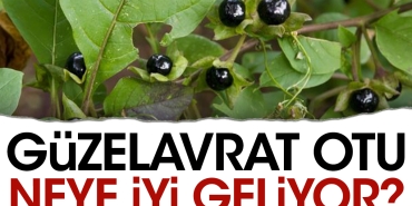 guzelavrat-otu-neye-l-geliyor-lZGIB8sW.jpg