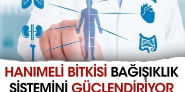 hanimeli-bitkisi-bagisiklik-sistemini-guclendiriyor-YiZtd1f8.jpg