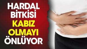 hardal-bitkisi-kabiz-olmayi-onluyor-GkAWEDnt.jpg