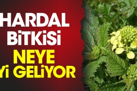 hardal-bitkisi-neye-duzgun-geliyor-aeMSDkQe.jpg
