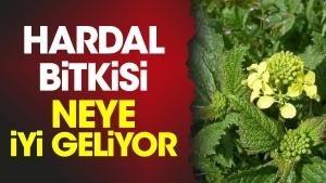 hardal-bitkisi-neye-duzgun-geliyor-aeMSDkQe.jpg