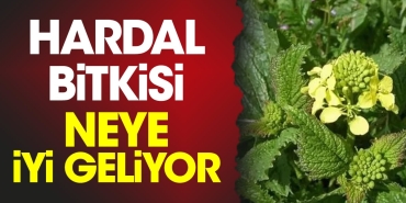 hardal-bitkisi-neye-duzgun-geliyor-aeMSDkQe.jpg