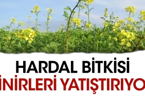 hardal-bitkisi-sonlari-yatistiriyor-AjQsvudS.jpg