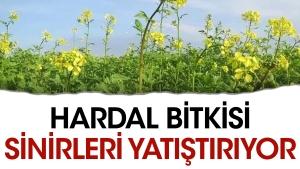 hardal-bitkisi-sonlari-yatistiriyor-AjQsvudS.jpg