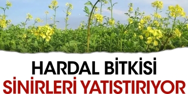 hardal-bitkisi-sonlari-yatistiriyor-AjQsvudS.jpg
