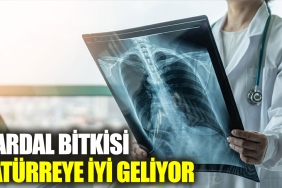 hardal-bitkisi-zaturreye-guzel-geliyor-2bWlKrj9.jpg