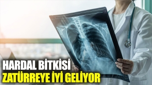 hardal-bitkisi-zaturreye-guzel-geliyor-2bWlKrj9.jpg