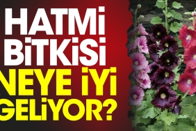 hatmi-bitkisi-neye-uygun-geliyor-sMiuHJlq.jpg