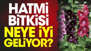 hatmi-bitkisi-neye-uygun-geliyor-sMiuHJlq.jpg