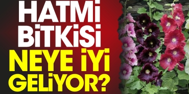 hatmi-bitkisi-neye-uygun-geliyor-sMiuHJlq.jpg