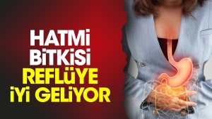 hatmi-bitkisi-refluye-guzel-geliyor-5x8BXumU.jpg