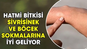 hatmi-bitkisi-sivrisinek-ve-bocek-sokmalarina-yeterli-geliyor-GqJJTyRj.jpg