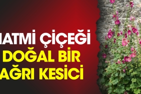 hatmi-cicegi-dogal-bir-agri-kesici-C7JujRgf.jpg
