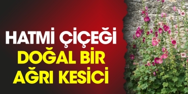 hatmi-cicegi-dogal-bir-agri-kesici-C7JujRgf.jpg