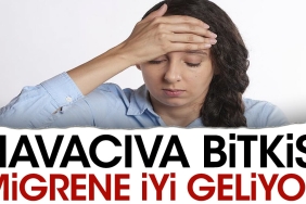 havaciva-bitkisi-migrene-uygun-geliyor-ylle5IDL.jpg