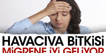 havaciva-bitkisi-migrene-uygun-geliyor-ylle5IDL.jpg