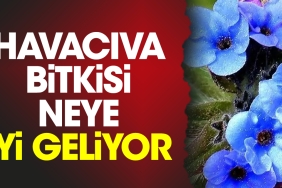 havaciva-bitkisi-neye-yeterli-geliyor-JLLeeaY2.jpg