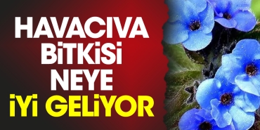 havaciva-bitkisi-neye-yeterli-geliyor-JLLeeaY2.jpg