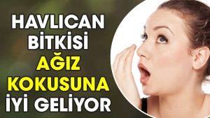 havlican-bitkisi-agiz-kokusuna-yeterli-geliyor-nS4UPxD5.jpg