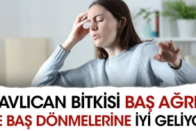 havlican-bitkisi-bas-agrisi-ve-bas-donmelerine-uygun-geliyor-laD1i7tm.jpg