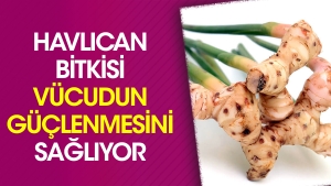 havlican-bitkisi-bedenin-guclenmesini-sagliyor-6R8TUiTG.jpg