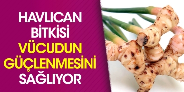 havlican-bitkisi-bedenin-guclenmesini-sagliyor-6R8TUiTG.jpg