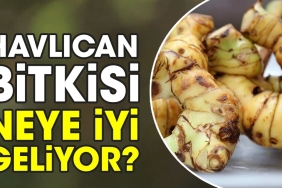 havlican-bitkisi-neye-l-geliyor-NnrUAri7.jpg
