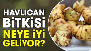 havlican-bitkisi-neye-l-geliyor-NnrUAri7.jpg