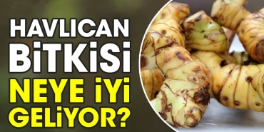 havlican-bitkisi-neye-l-geliyor-NnrUAri7.jpg