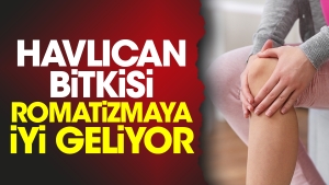 havlican-bitkisi-romatizmaya-yeterli-geliyor-db3KCXAq.jpg