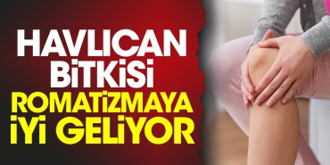 havlican-bitkisi-romatizmaya-yeterli-geliyor-db3KCXAq.jpg