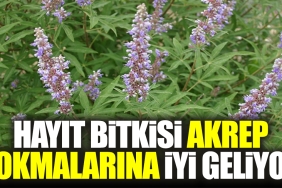 hayit-bitkisi-akrep-sokmalarina-guzel-geliyor-h6R63E8E.jpg