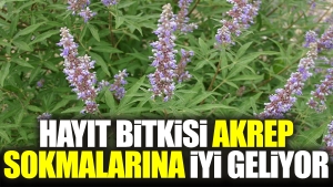 hayit-bitkisi-akrep-sokmalarina-guzel-geliyor-h6R63E8E.jpg