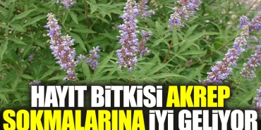 hayit-bitkisi-akrep-sokmalarina-guzel-geliyor-h6R63E8E.jpg