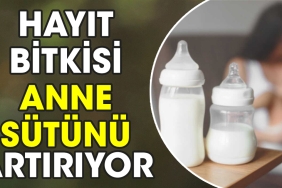 hayit-bitkisi-anne-sutunu-artiriyor-f8uVHgHg.jpg