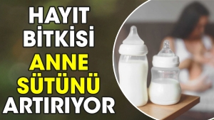 hayit-bitkisi-anne-sutunu-artiriyor-f8uVHgHg.jpg