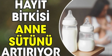 hayit-bitkisi-anne-sutunu-artiriyor-f8uVHgHg.jpg