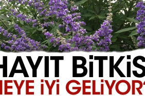 hayit-bitkisi-neye-yeterli-geliyor-3OUDVtPE.jpg