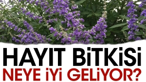 hayit-bitkisi-neye-yeterli-geliyor-3OUDVtPE.jpg