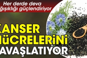 her-kedere-deva-bagisikligi-guclendiriyor-kanser-hucrelerini-yavaslatiyor-gnHQsLIP.jpg