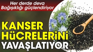 her-kedere-deva-bagisikligi-guclendiriyor-kanser-hucrelerini-yavaslatiyor-gnHQsLIP.jpg