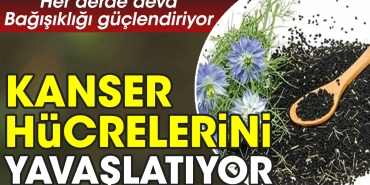 her-kedere-deva-bagisikligi-guclendiriyor-kanser-hucrelerini-yavaslatiyor-gnHQsLIP.jpg