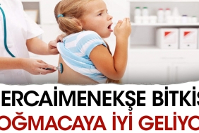hercaimenekse-bitkisi-bogmacaya-l-geliyor-Rq7ttPxl.jpg